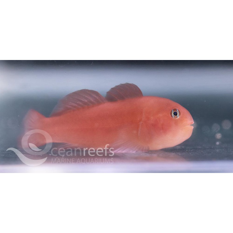 Maroon Coral Goby