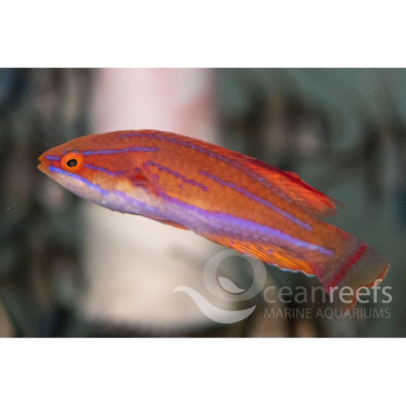 Mccosker's Flasher Wrasse