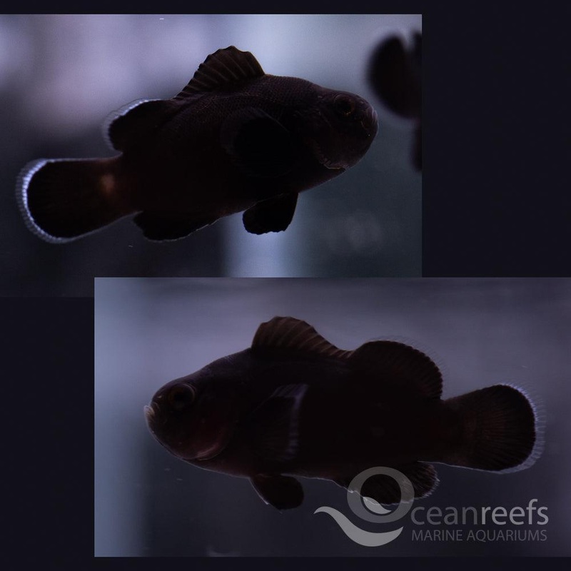 Midnight Clownfish Pair