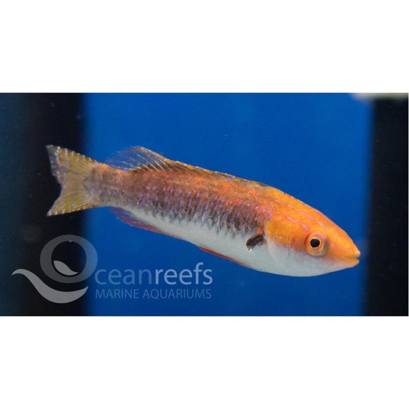 Monsoon Fairy wrasse