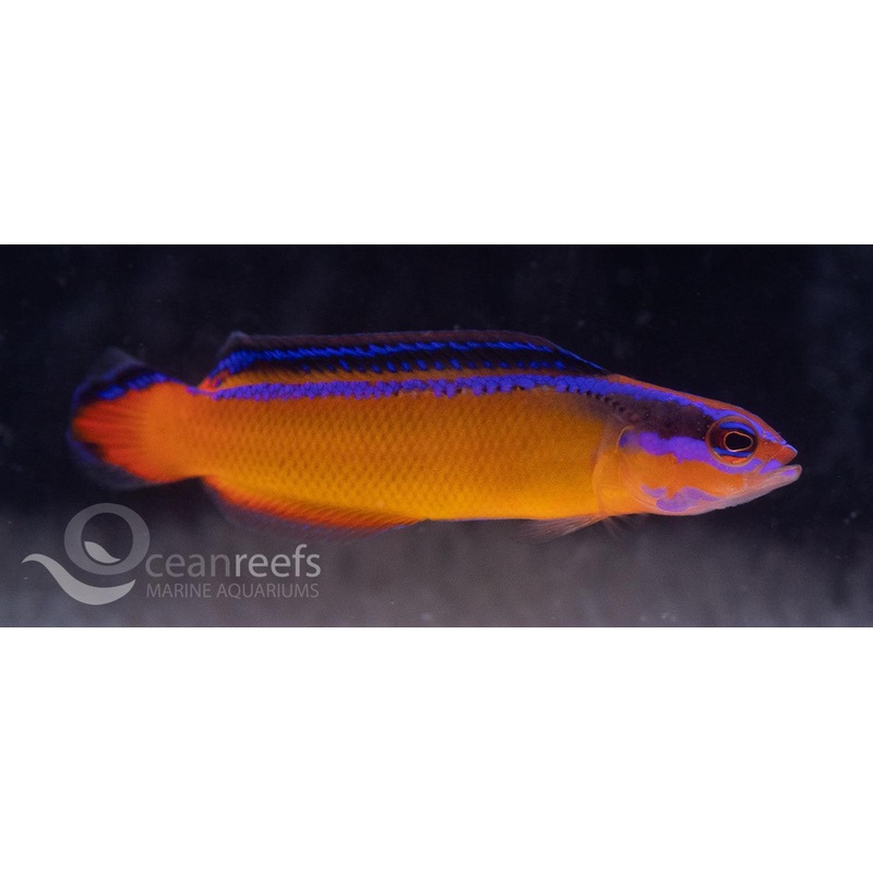Neon Dottyback (Captive Bred)