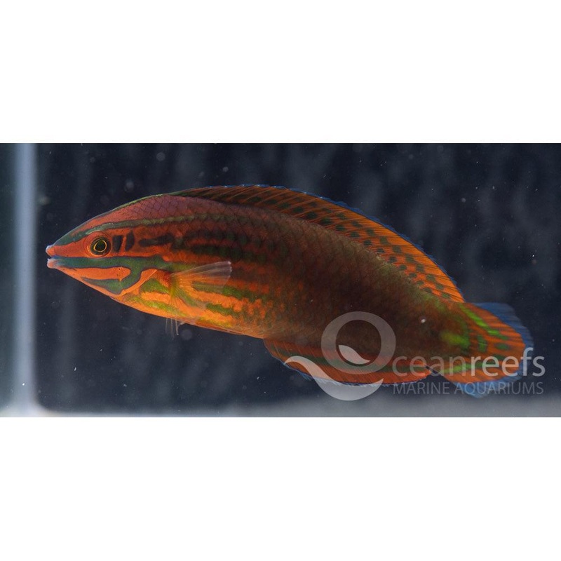 Neon Wrasse