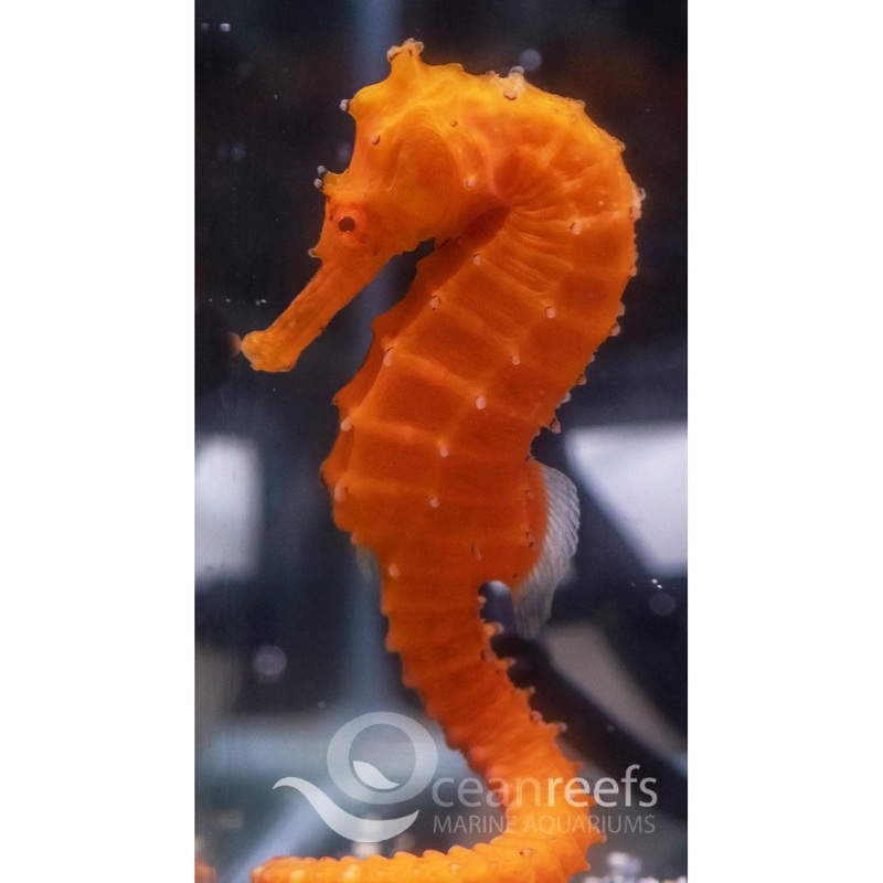 Orange Angustus Seahorse
