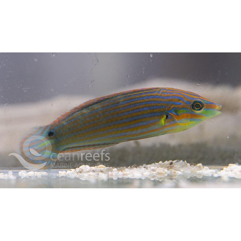 Orange Tipped Wrasse