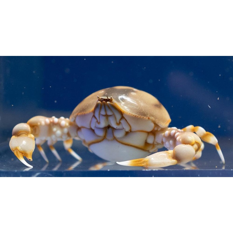 Pebble Crab