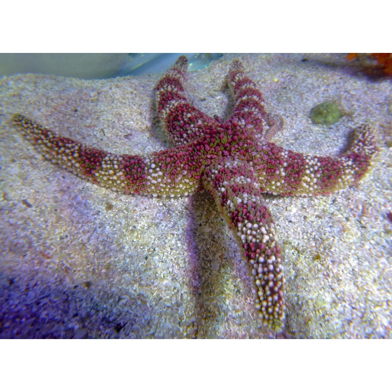 Pebble Starfish