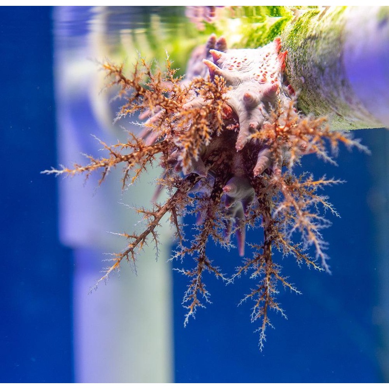 Pink Thorny Sea Cucumber