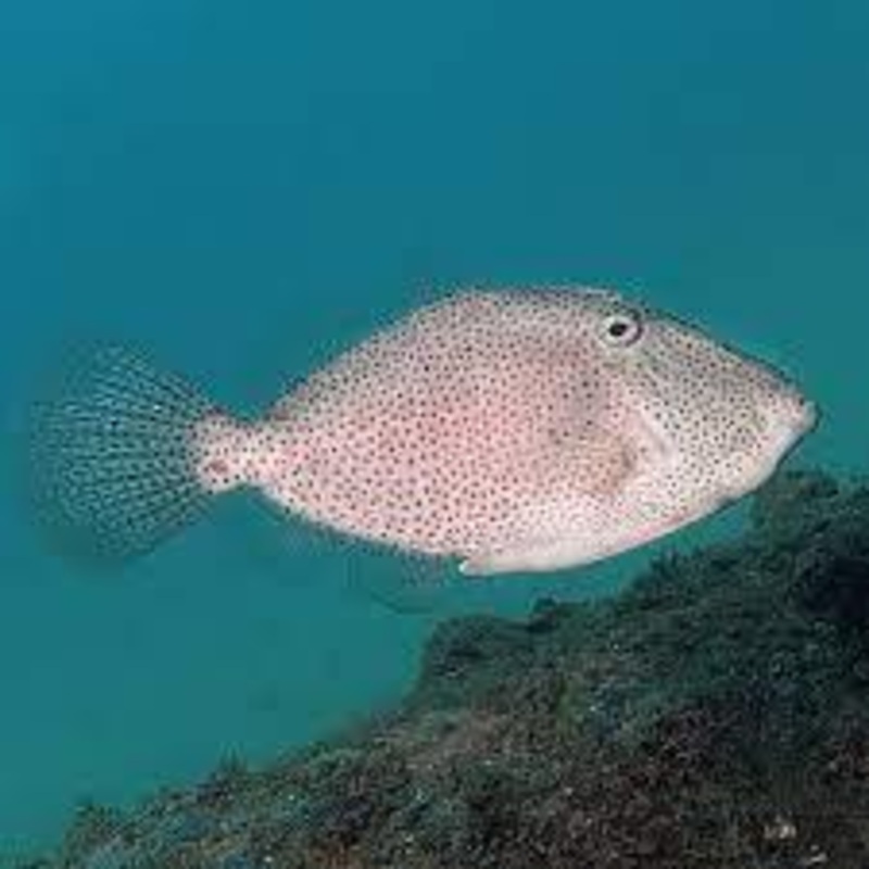 Potbelly Filefish
