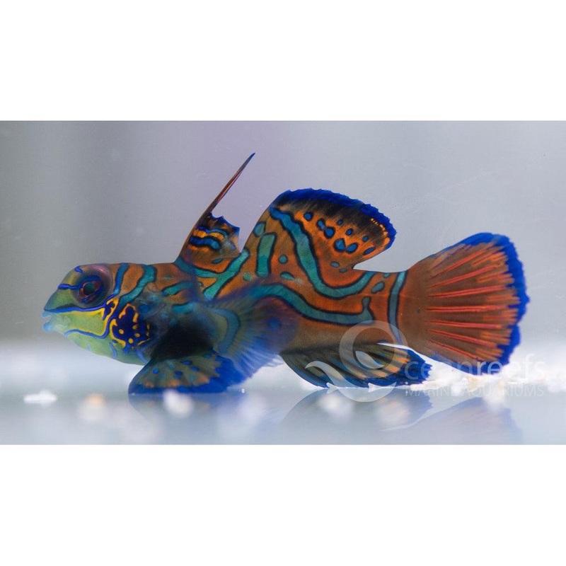Psychedelic Mandarin (Captive Bred)