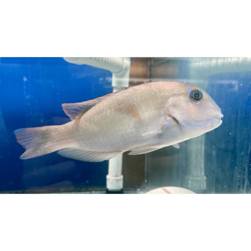 Purple Tuskfish