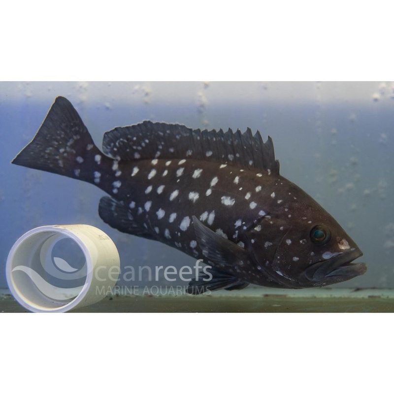 Rankin Cod