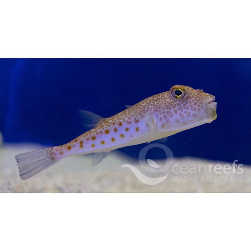 Rusty Sand Puffer