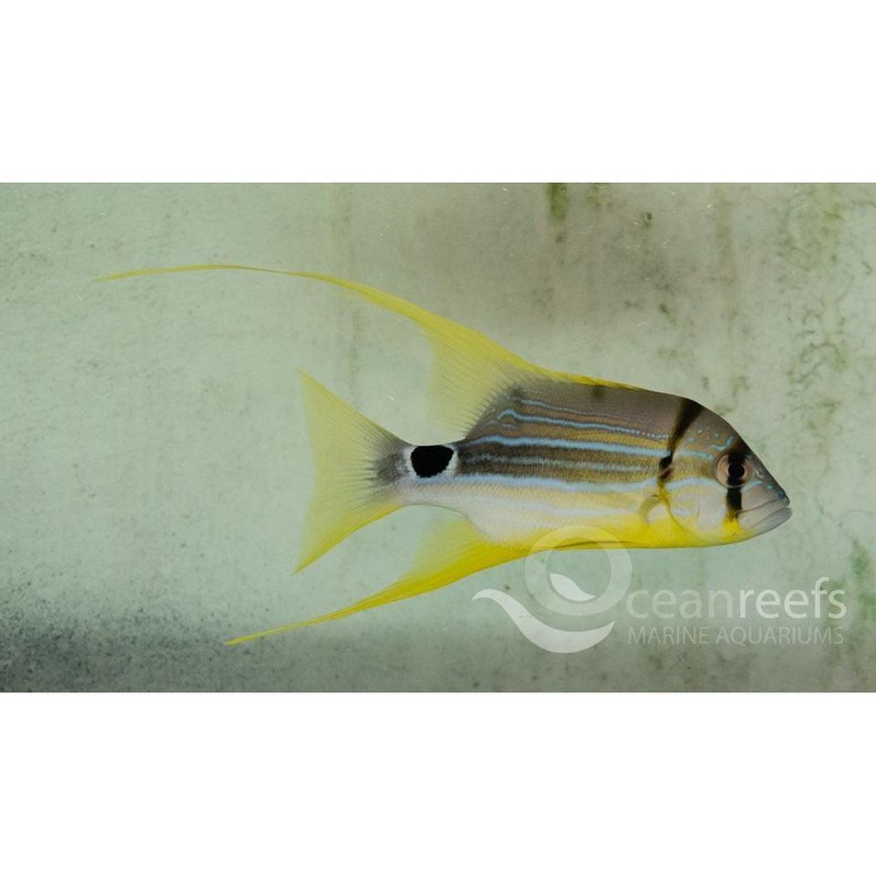 Sailfin Snapper