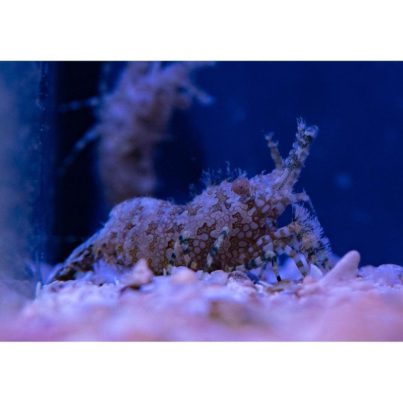 Saron Shrimp *Not Reef Safe