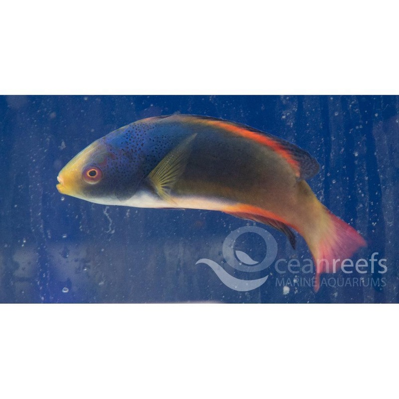 Scott's Fairy Wrasse