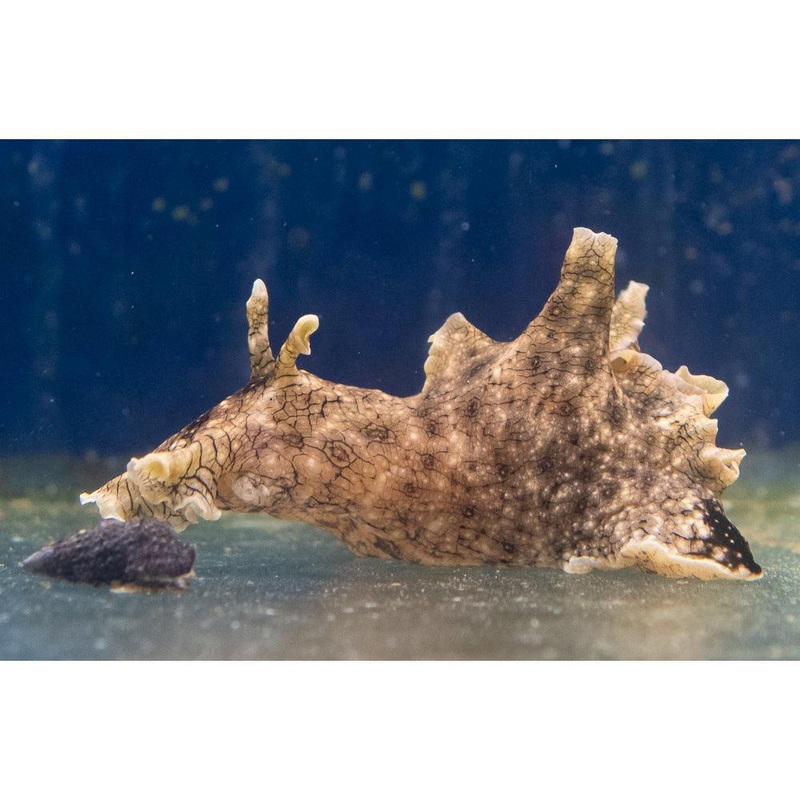 Sea Hare