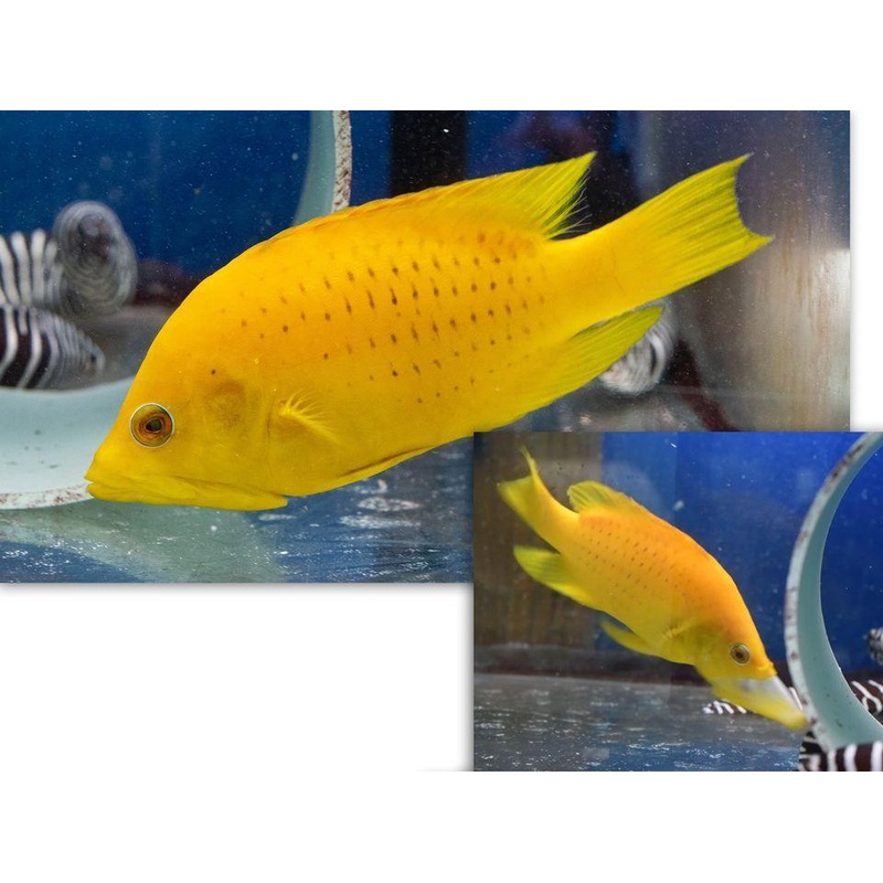 Slingjaw Wrasse