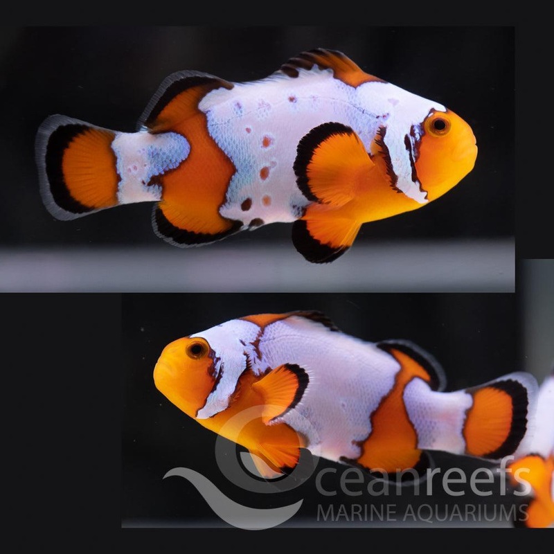 Snowflake Clownfish Pair
