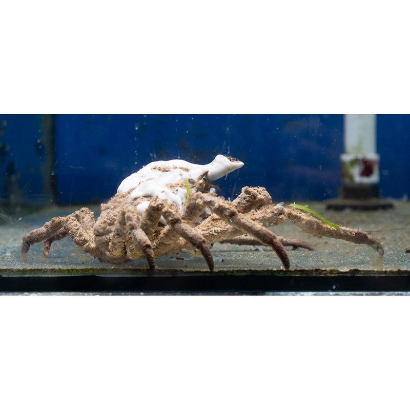 Spider Crab