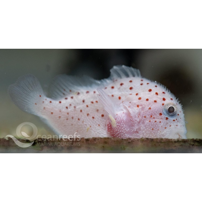 Spotted Croucher Goby