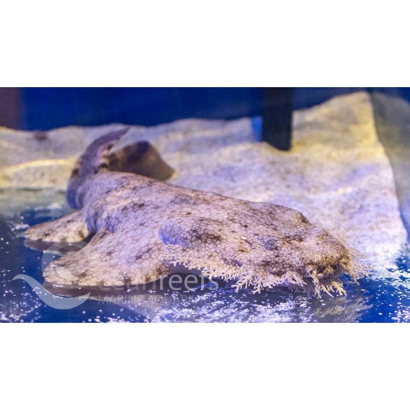 Tasselled Wobbegong Shark