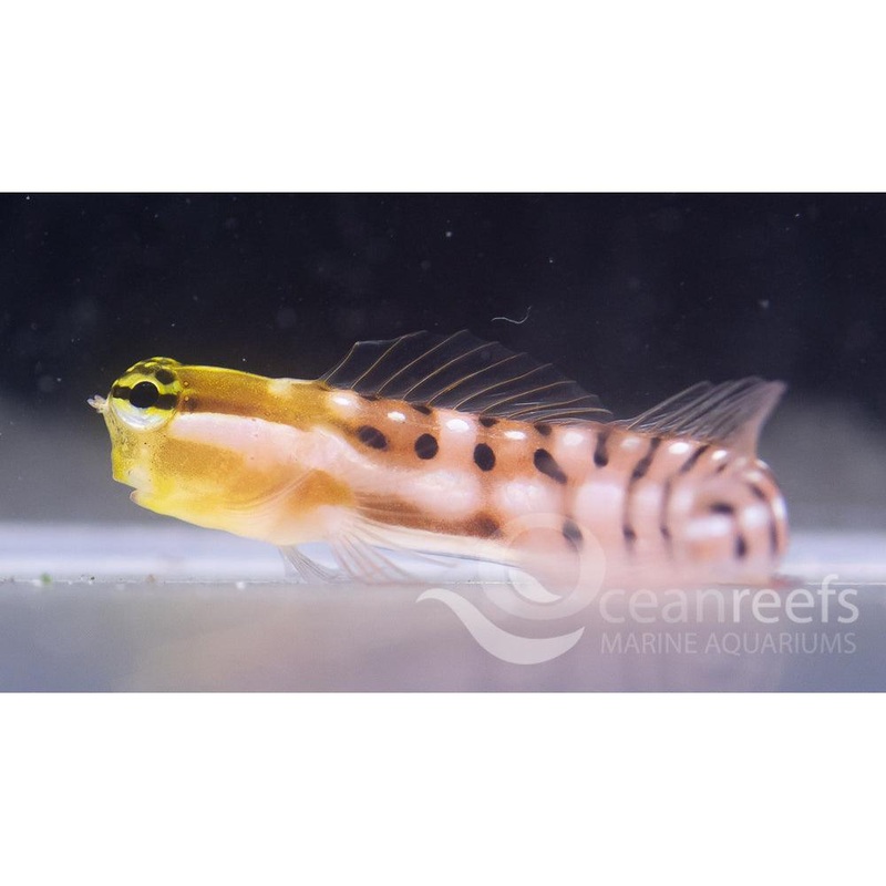 Tiger Blenny