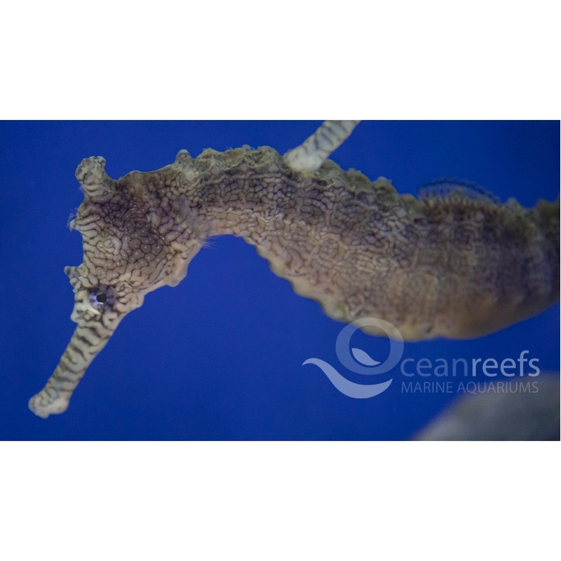 Tiger Snout Seahorse