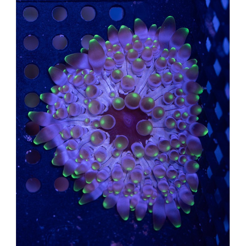 Ultra Green Crispa Anemone