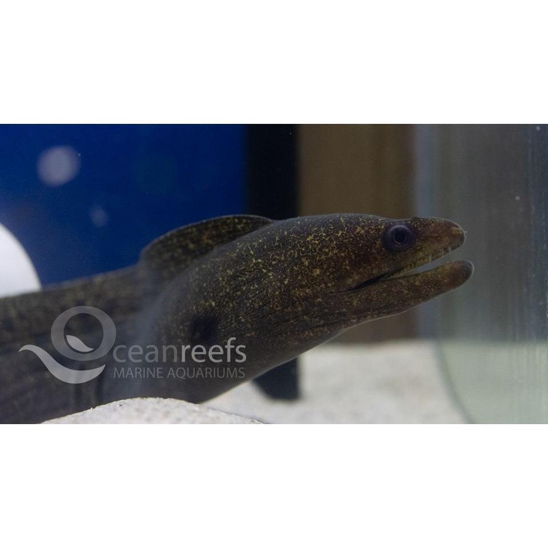 Undulated Moray Eel