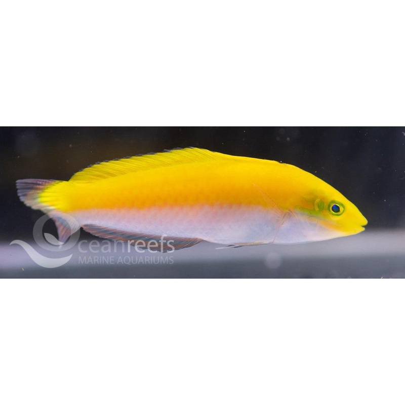 White Bellied Wrasse