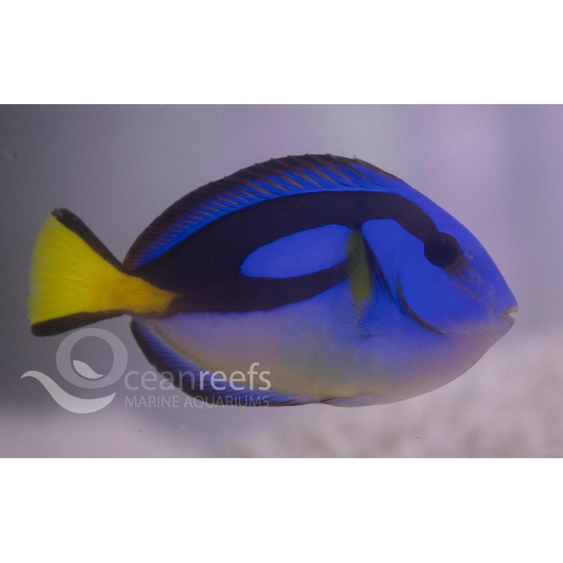 Yellow Belly Blue Tang