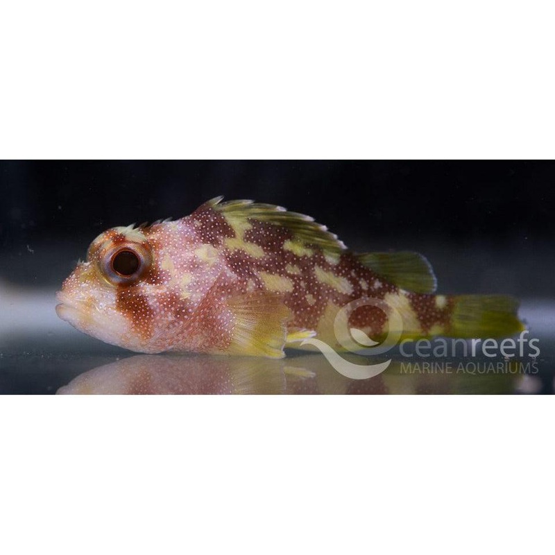 Yellow Spotted Scorpionfish
