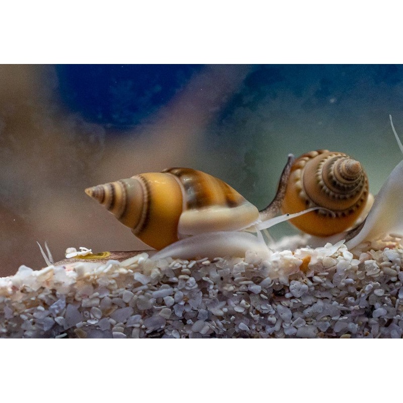 Zombie Snail