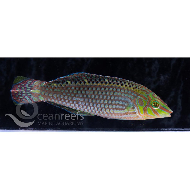 Argus Wrasse