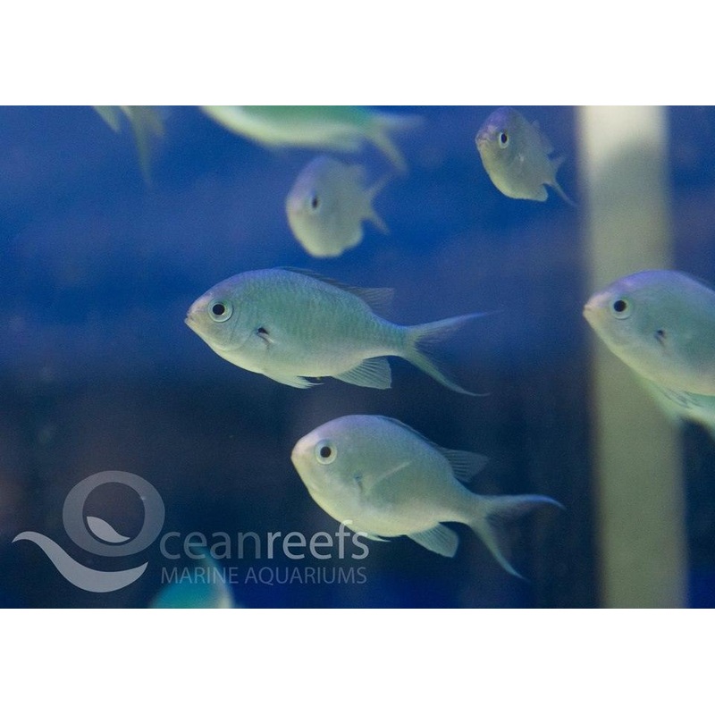 Blue Green Chromis Packs