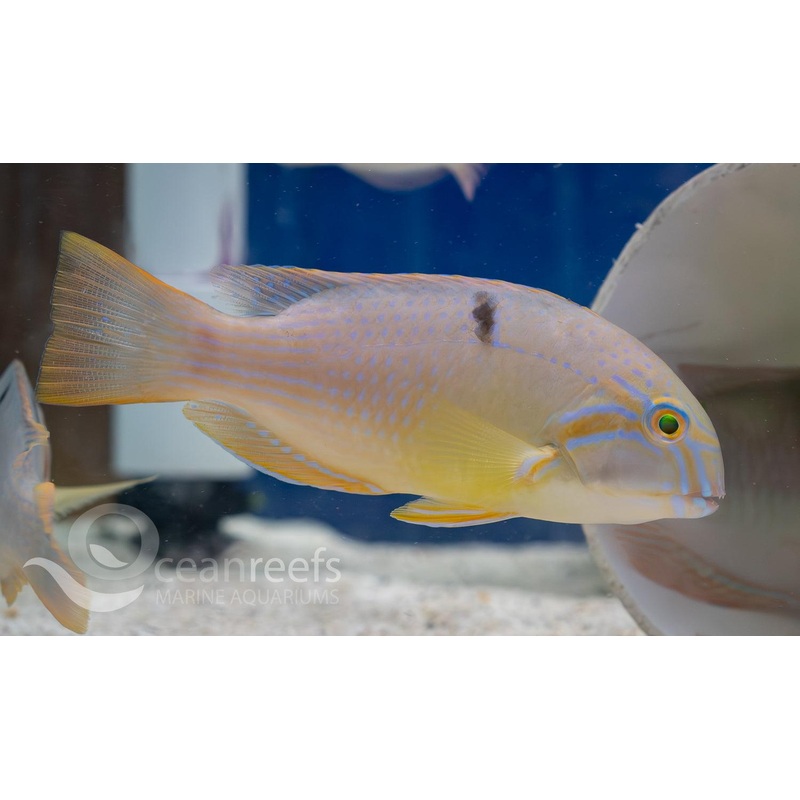 Bluespotted Tuskfish