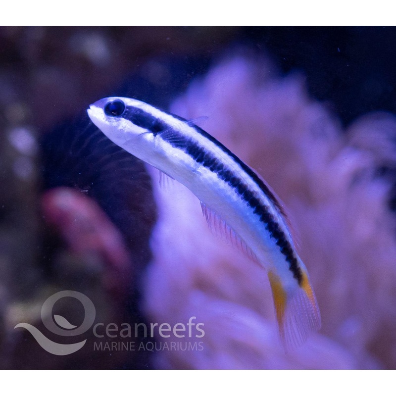 Blunthead Wrasse