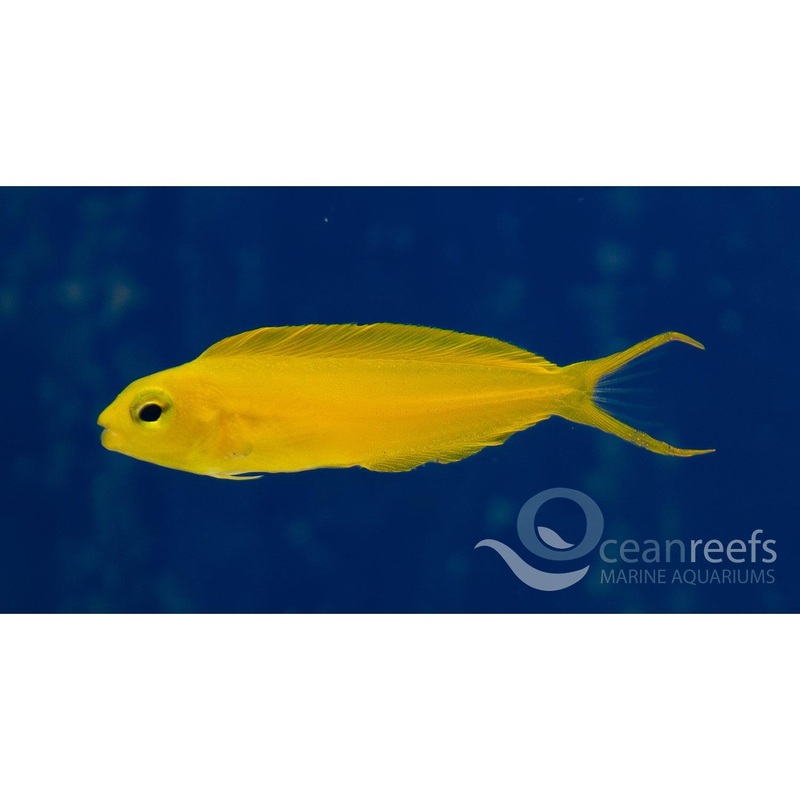 Canary Blenny