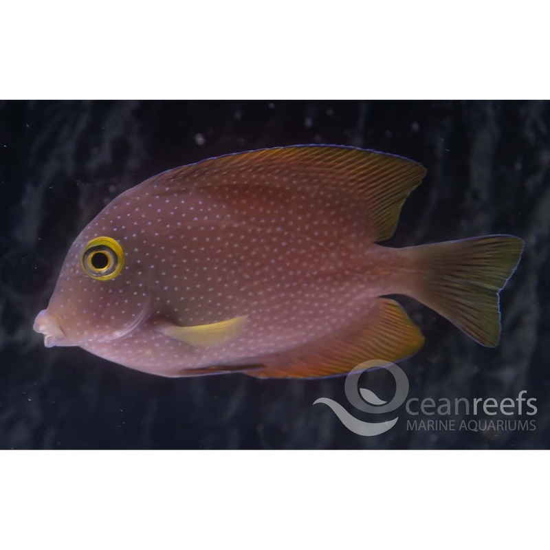 False Yellow Eye Kole Tang