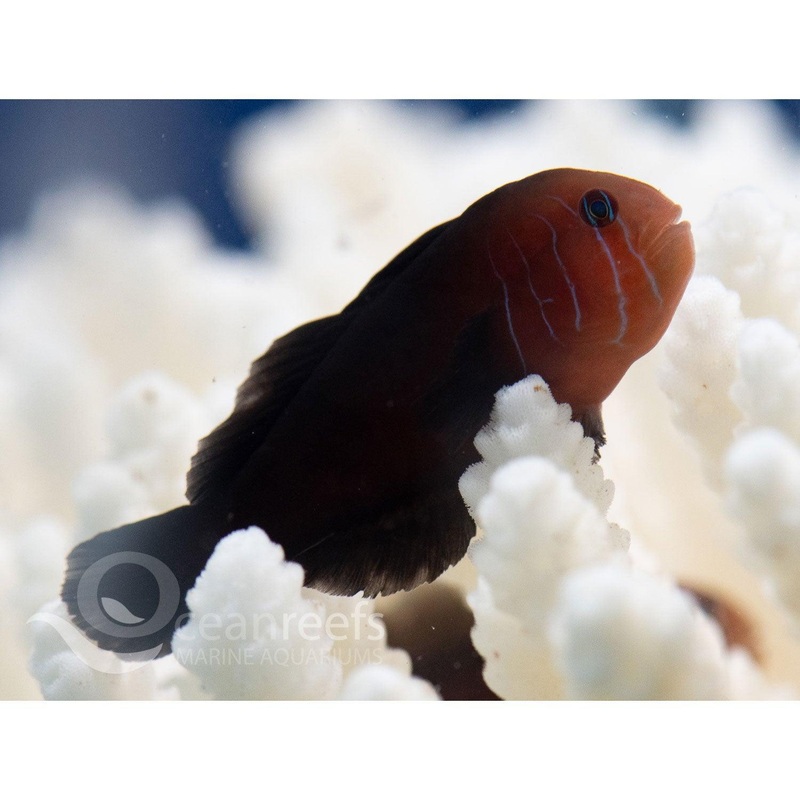 Five Line Coral Goby