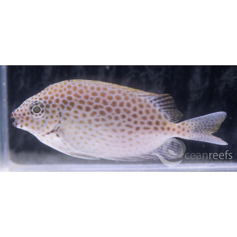 Honeycomb Rabbitfish