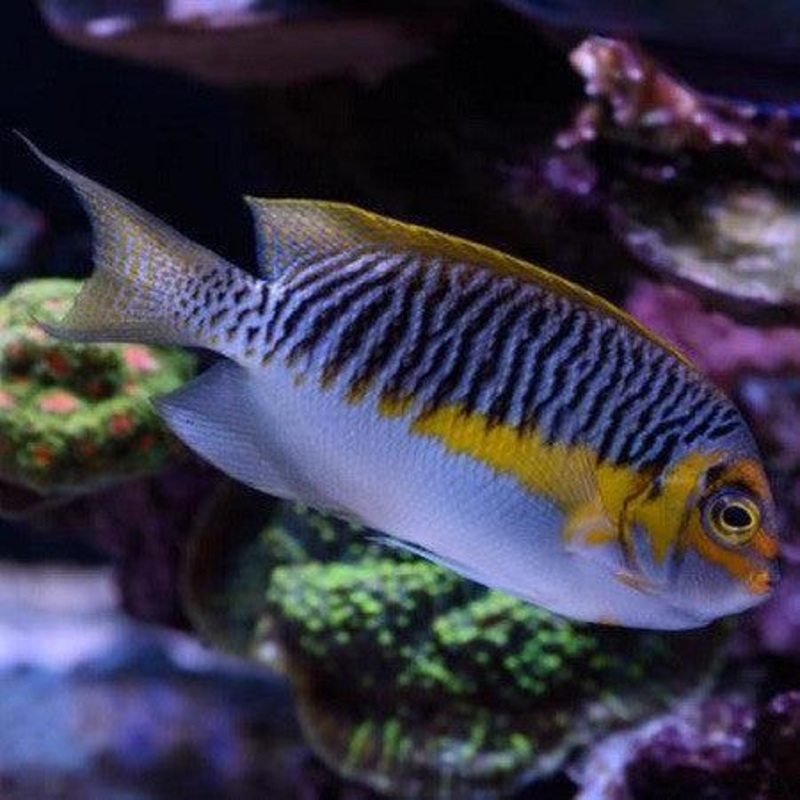 Japanese Swallowtail Angelfish (Male)
