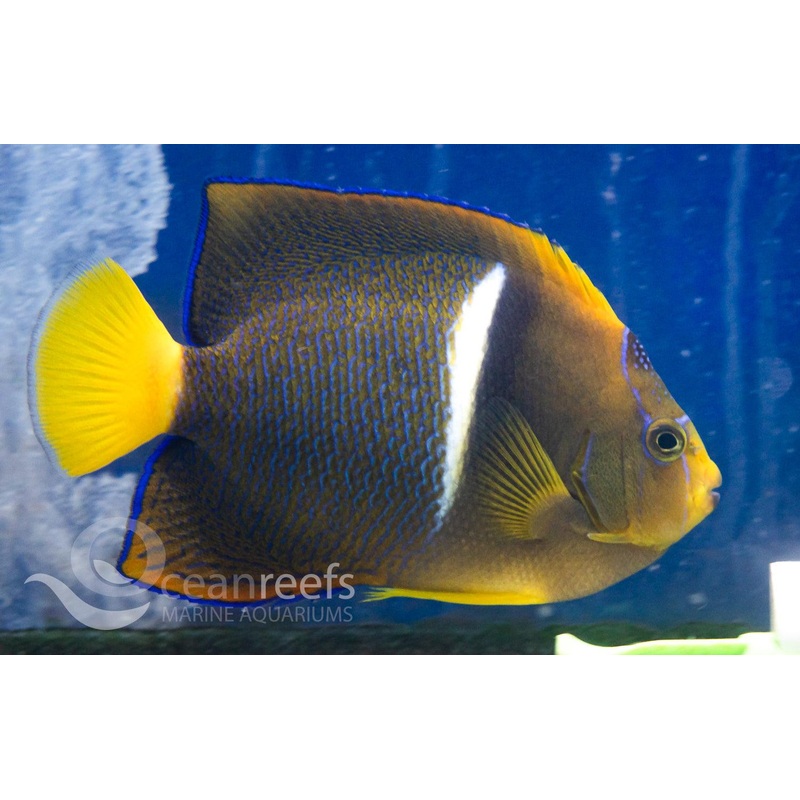King Angelfish (Adult)