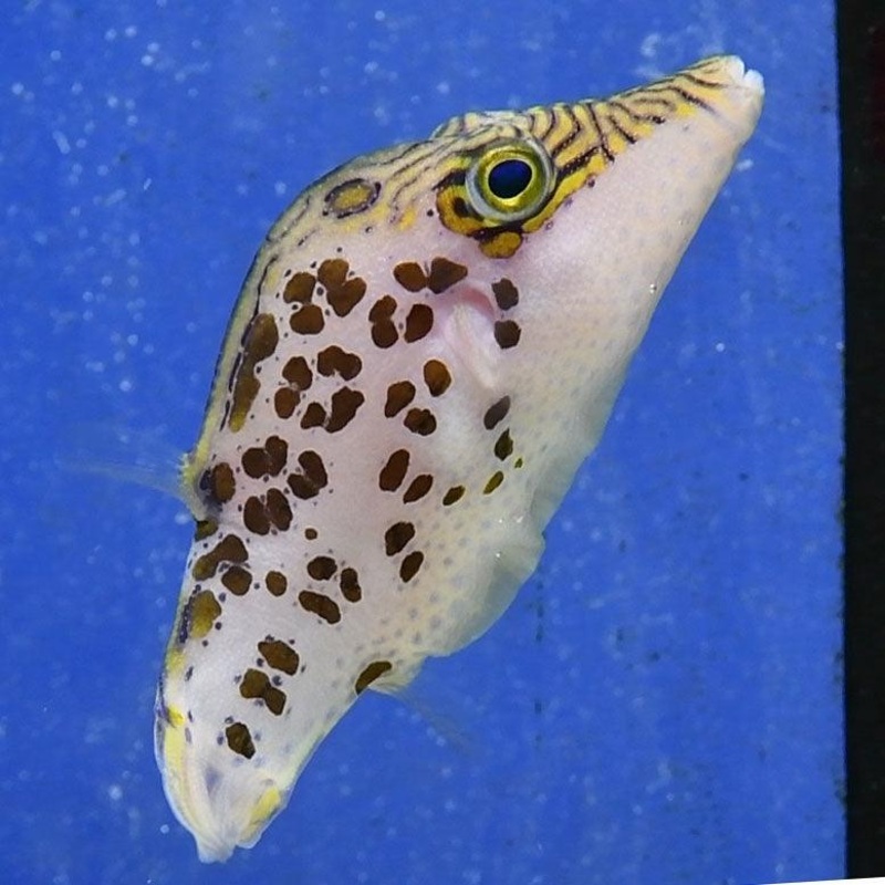 Leopard Puffer