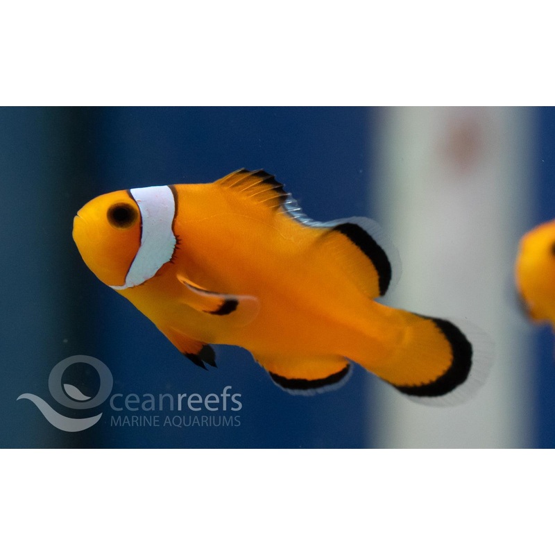 Misbarred Ocellaris Anemonefish
