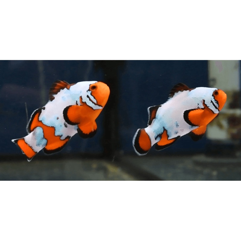 Opal Snowflake Clownfish Pair