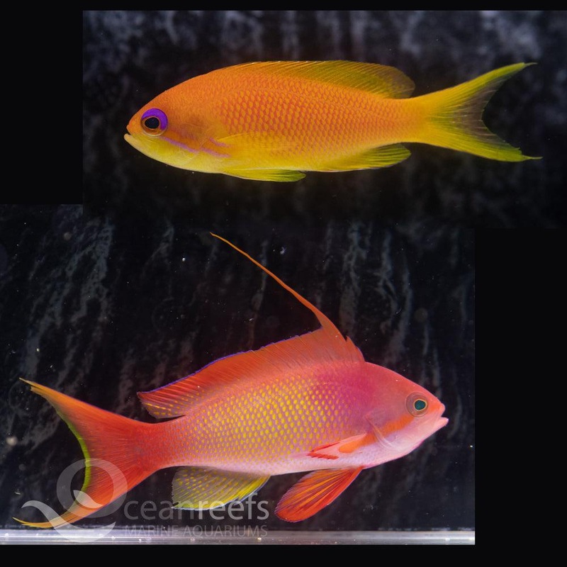 Orange Anthia Pack