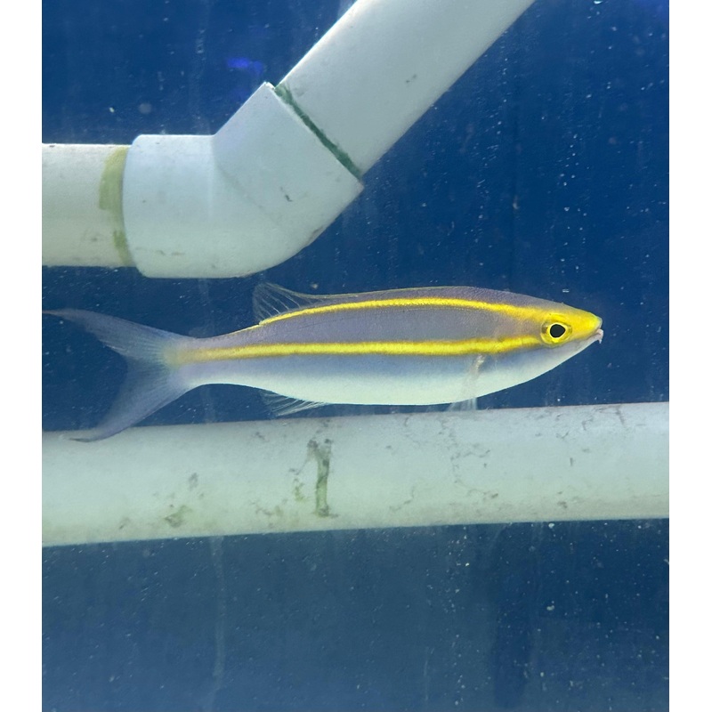 Purple Threadfin