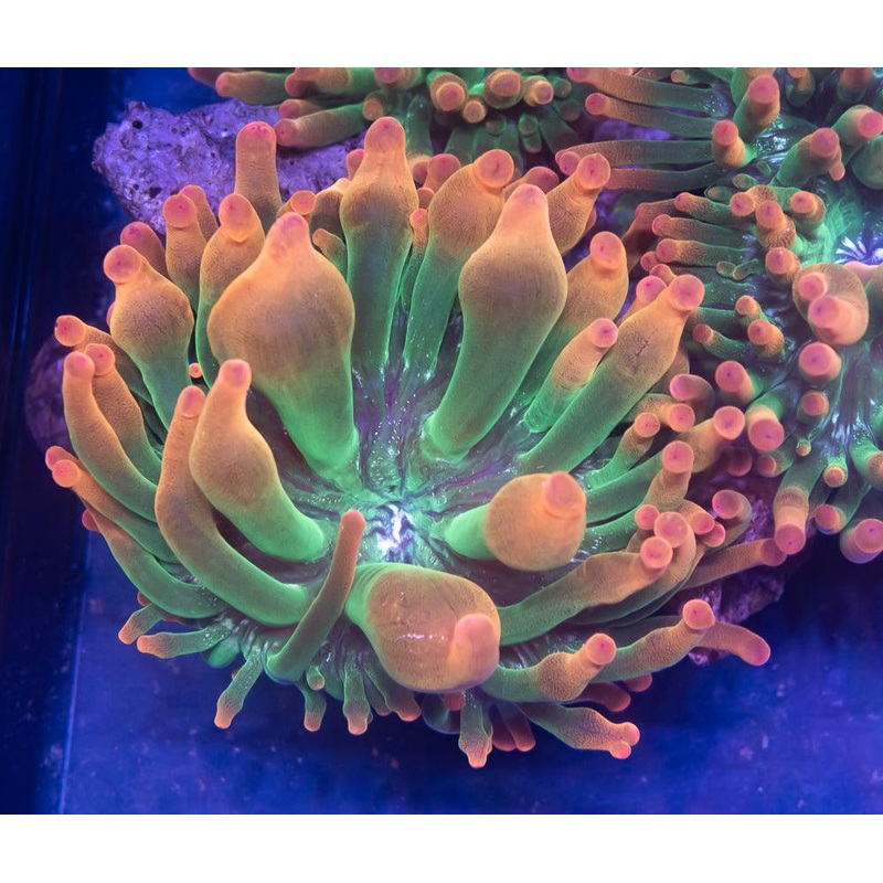 Rainbow Sunburst Anemone