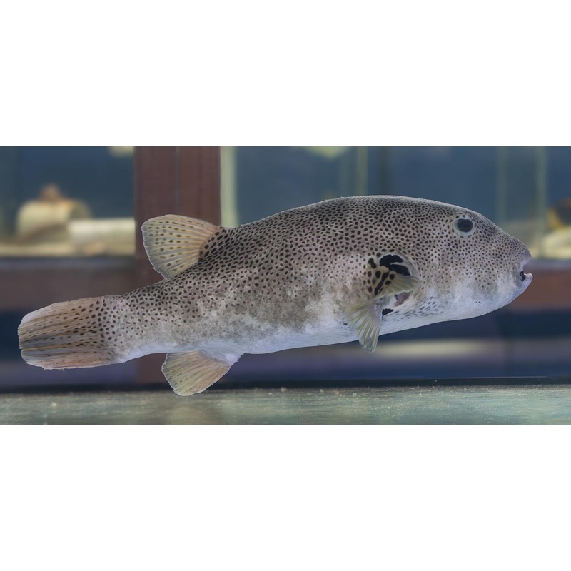 Starry Puffer
